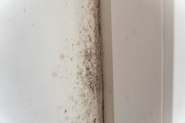 Best Post-Construction Mold Inspection  in Seaside Park, NJ